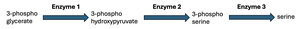 diagram showing substrates being processed by enzyme 1 2 and 3 into the product serine