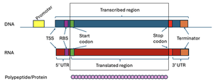 Diagram of a protein coding gene with the RNA and protein and regulatory sites indicated.