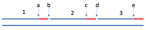 Diagram of the lagging strand of DNA being synthesized
