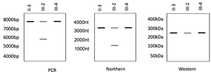 PCR and blots showing III-2 has 2 bands one is smaller than the other. III-2 has a fainter band in the western blot