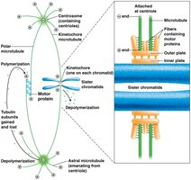 Microtubule types and spindle structure