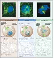 Prometaphase stage of mitosis