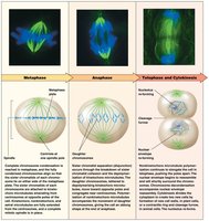Metaphase stage of mitosis