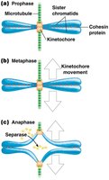 Sister chromatid cohesion diagram