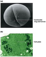 Cytokinesis in animal and plant cells