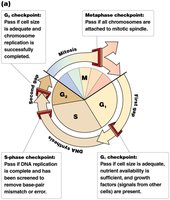 Cell cycle checkpoints and cyclin proteins
