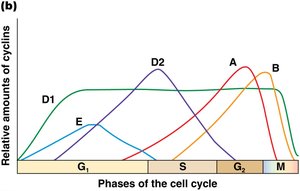 Cyclin levels during cell cycle