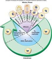 Diagram of cell cycle phases