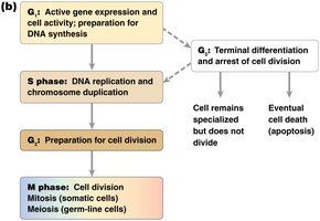 Flowchart of cell cycle phases and outcomes