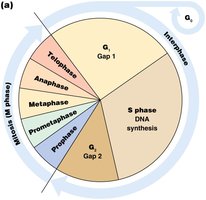 Pie chart of cell cycle phases