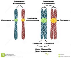 Diagram of chromosome replication and sister chromatids