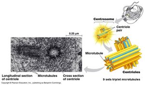 Centrosome and centrioles structure