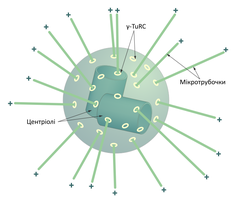 Microtubule organization in centrosome