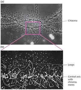 Lampbrush chromosome structure