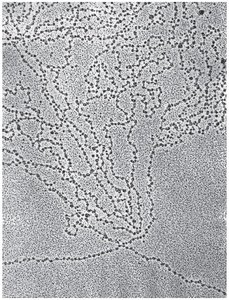 Nucleosome structure and histone composition