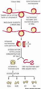 Nucleosome digestion and histone octamer