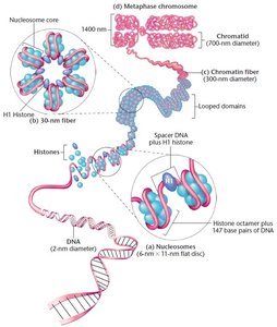 Levels of DNA packaging in eukaryotes