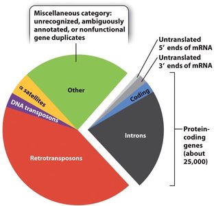 Human genome sequence composition pie chart