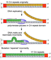 Replication slippage leading to repeat expansion