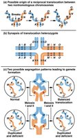 Reciprocal translocation and segregation patterns