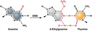 Alkylating agent-induced base modification