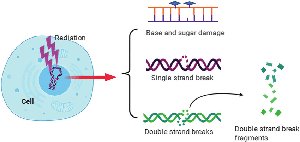 DNA damage by ionizing radiation