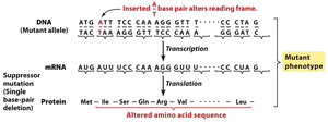 Frameshift mutation illustration