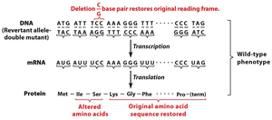 Suppressor mutation restores reading frame