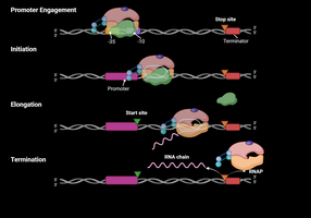 Stages of transcription
