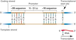 Promoter region diagram