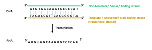 Coding vs template strand diagram
