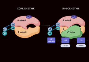 Core enzyme vs holoenzyme structure