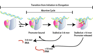 Transcription initiation diagram