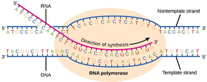 Transcription elongation diagram
