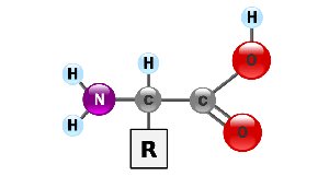 Amino acid structure