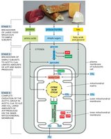 Breakdown and utilization of sugars and fats