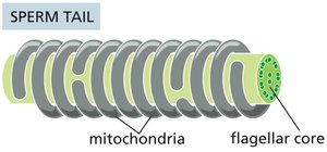 Mitochondria in sperm tail