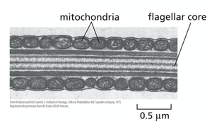 Electron micrograph of sperm tail mitochondria