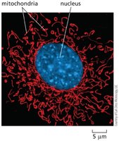 Mitochondria surrounding nucleus