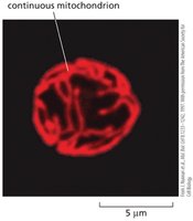 Continuous mitochondrion