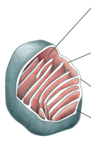 Mitochondrial structure diagram