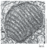 Electron micrograph of mitochondrion
