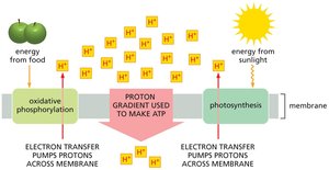 Proton gradient used to make ATP