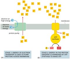 Stages of chemiosmotic coupling