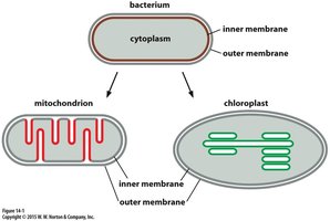 Comparison of bacterium, mitochondrion, and chloroplast membranes
