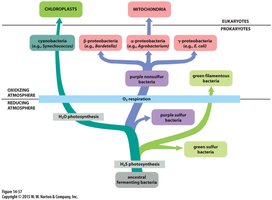 Evolutionary relationships among energy-converting organelles