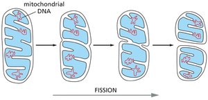 Mitochondrial fission