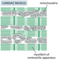 Mitochondria in cardiac muscle