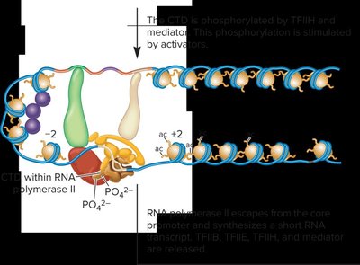 RNA polymerase II escapes from the core promoter and synthesizes a short RNA transcript