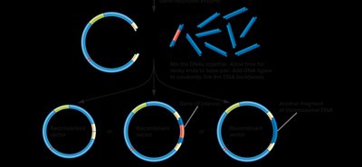 Transformation of ligated DNA into bacterial host